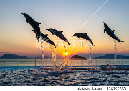 Dusk dolphin show 128509883