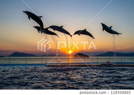 Dusk dolphin show 128509885