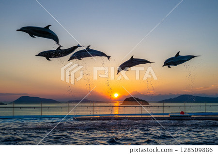 Dusk dolphin show 128509886