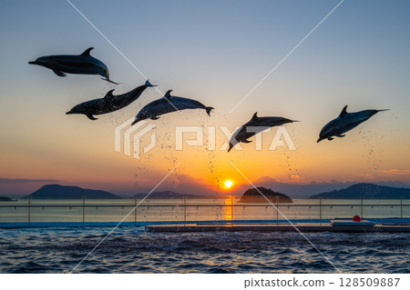 Dusk dolphin show 128509887