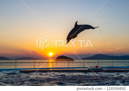 Dusk dolphin show Dusk dolphin show 128509892