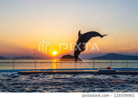 Dusk dolphin show 128509901