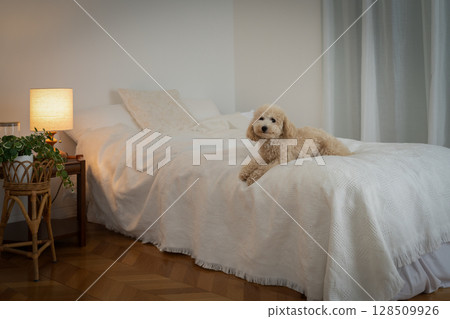 Dog sitting on bed Dog sitting on bed 128509926