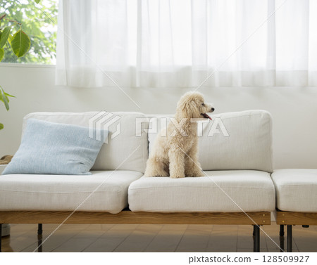 Small dog sitting on sofa Small dog sitting on sofa 128509927