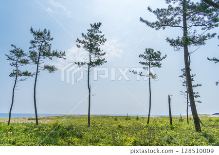 Scenery of Osuka Coast and Tanesashi Coast in "Aomori Prefecture" 128510009