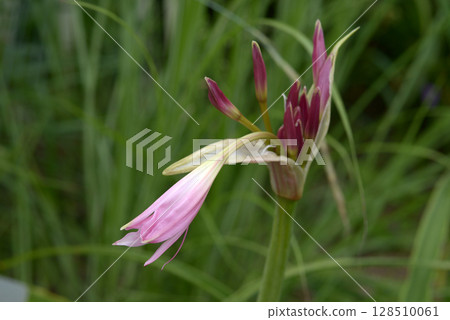 Clunam Clunam 128510061