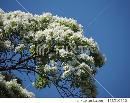 什麼是猴子樹 128510820