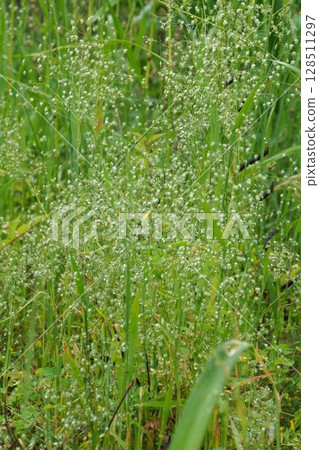 Deutzia gracilis 128511297