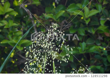 Deutzia gracilis Deutzia gracilis 128511298