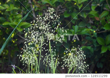 細長溲疏 128511299