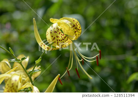 Ogonioni百合 128511394