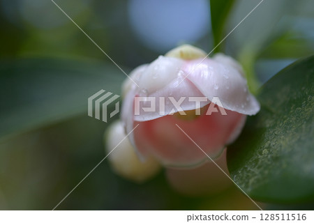 Krusia Rosea Princess Krusia Rosea Princess 128511516