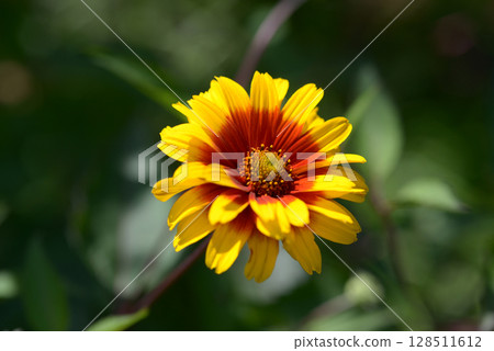 Gaillardia Gaillardia 128511612