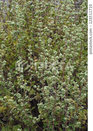 馬鬱蘭，2025年5月 128511710