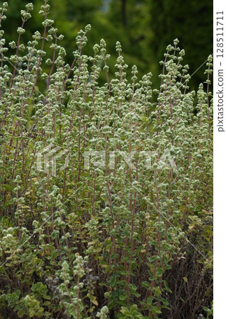 馬鬱蘭，2025年5月 128511711