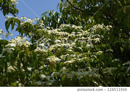White flowers of the dogwood, May 2025 White flowers of the dogwood, May 2025 128511930
