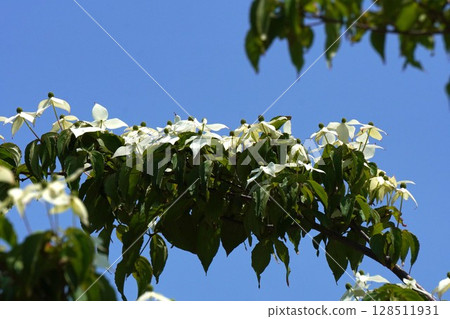 White flowers of the dogwood, May 2025 128511931