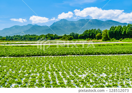 長野高原的夏季風景：生菜田與八岳 128512073