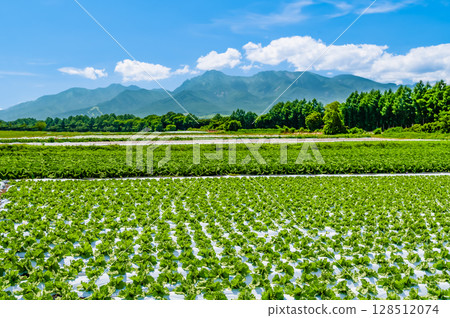 長野高原的夏季風景：生菜田與八岳 128512074