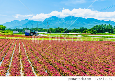 Summer scenery of the Nagano Plateau: Lettuce fields and Yatsugatake 128512079