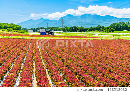 Summer scenery of the Nagano Plateau: Lettuce fields and Yatsugatake Summer scenery of the Nagano Plateau: Lettuce fields and Yatsugatake 128512080