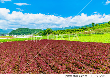 Summer scenery of Nagano Plateau: Lettuce field Summer scenery of Nagano Plateau: Lettuce field 128512082