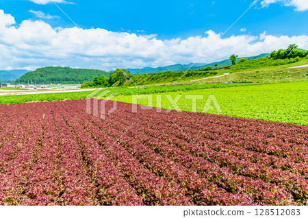 Summer scenery of Nagano Plateau: Lettuce field Summer scenery of Nagano Plateau: Lettuce field 128512083
