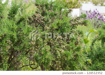 Rosemary after flowering, May 2025 Rosemary after flowering, May 2025 128512352