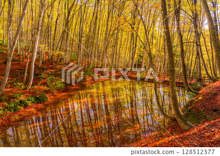 [Forestry Materials] Autumn Beauty Forest - Autumnal Beech Forest [Niigata Prefecture] 128512377
