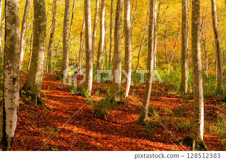 [Forestry Materials] Autumn Beauty Forest - Autumnal Beech Forest [Niigata Prefecture] 128512383