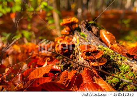 [林業資料] 秋日美麗森林 - 秋日山毛櫸森林 [新潟縣] 128512386