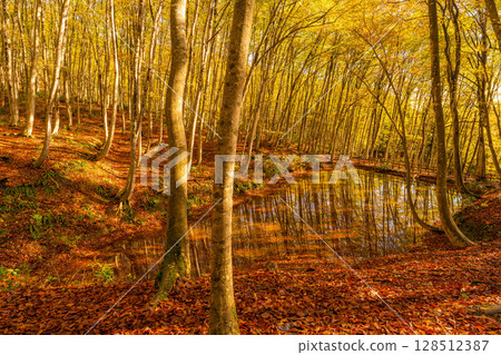 [Forestry Materials] Autumn Beauty Forest - Autumnal Beech Forest [Niigata Prefecture] 128512387