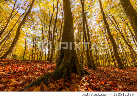 [林業資料] 秋日美麗森林 - 秋日山毛櫸森林 [新潟縣] 128512389