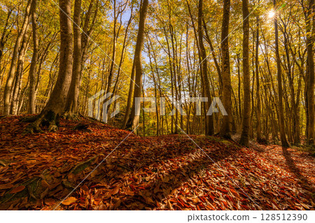 [Forestry Materials] Autumn Beauty Forest - Autumnal Beech Forest [Niigata Prefecture] 128512390