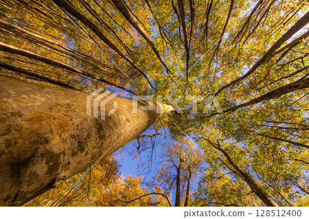 [Forestry Materials] Autumn Beauty Forest - Autumnal Beech Forest [Niigata Prefecture] 128512400