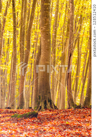 [Forestry Materials] Autumn Beauty Forest - Autumnal Beech Forest [Niigata Prefecture] 128512410