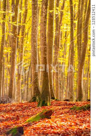[Forestry Materials] Autumn Beauty Forest - Autumnal Beech Forest [Niigata Prefecture] 128512411