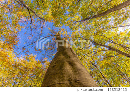 [Forestry Materials] Autumn Beauty Forest - Autumnal Beech Forest [Niigata Prefecture] 128512413