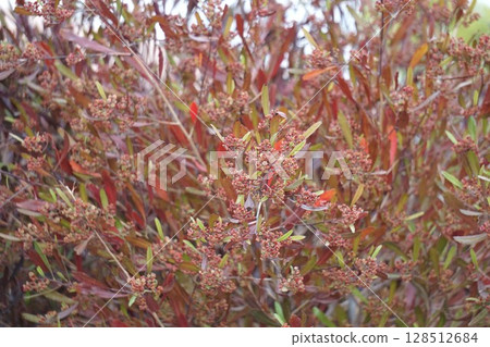 Sugarcane flowers, April 2025 128512684