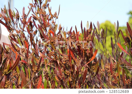 Sugarcane flowers, April 2025 128512689