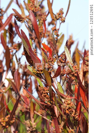 甘蔗花,2025年4月 甘蔗花,2025年4月 128512691