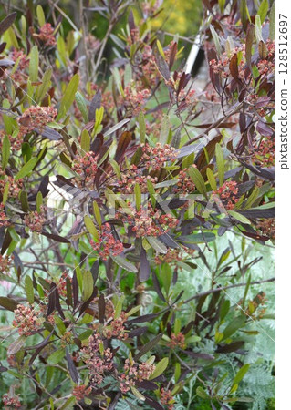 甘蔗花,2025年4月 甘蔗花,2025年4月 128512697