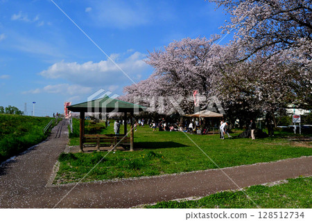 Cherry blossom banks along the Koma River bustling with cherry blossom viewers Cherry blossom banks along the Koma River bustling with cherry blossom viewers 128512734