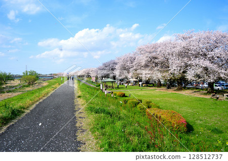 Cherry blossom banks along the Koma River bustling with cherry blossom viewers Cherry blossom banks along the Koma River bustling with cherry blossom viewers 128512737