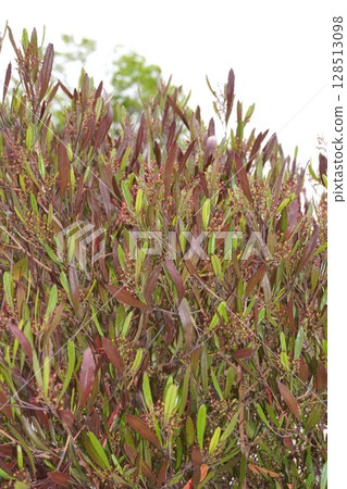 甘蔗花之後,2025年4月 甘蔗花之後,2025年4月 128513098