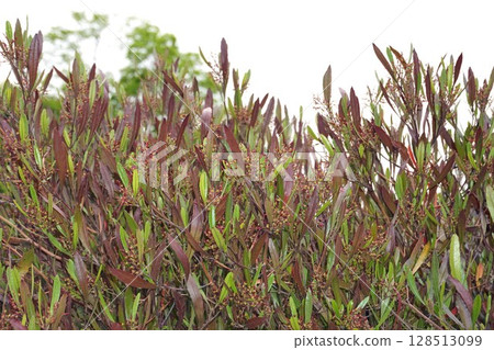 甘蔗花之後,2025年4月 甘蔗花之後,2025年4月 128513099