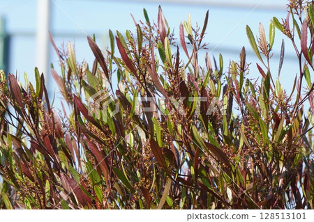 After the Sugarcane Flowers, April 2025 After the Sugarcane Flowers, April 2025 128513101