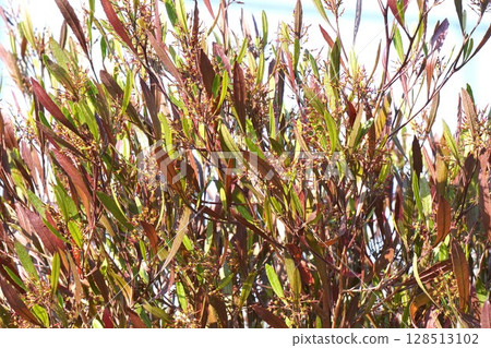After the Sugarcane Flowers, April 2025 After the Sugarcane Flowers, April 2025 128513102