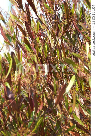 After the Sugarcane Flowers, April 2025 128513104