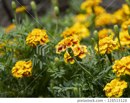 Mary gold blooming in the flower bed Mary gold blooming in the flower bed 128513128